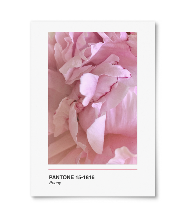 Pantone Peony William Turner | A4 Portrait