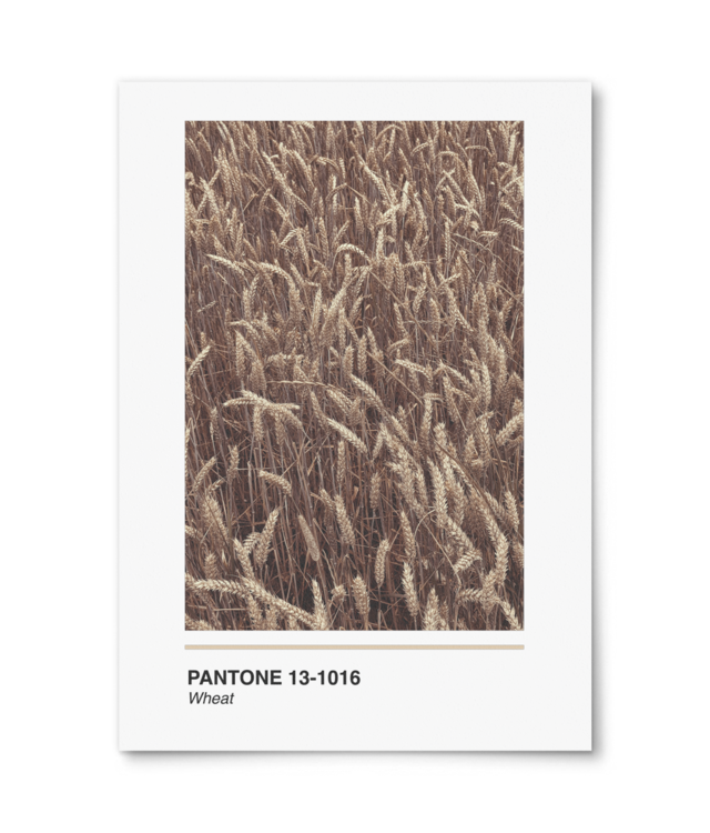 Pantone Wheat William Turner | A4 Portrait