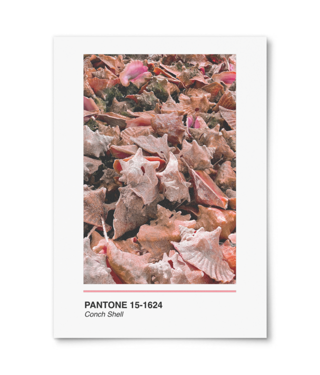 Pantone Conch Shell William Turner | A4 Portrait
