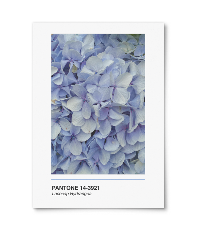 Pantone Lacecap Hydrangea William Turner | A4 Portrait