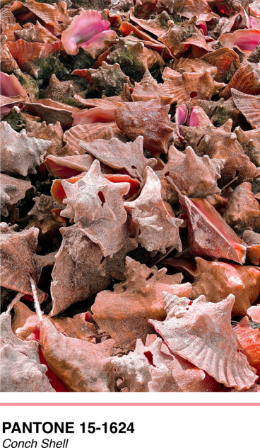 pantone-conch