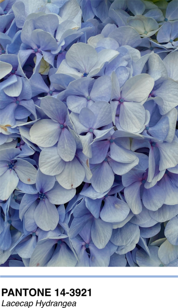 Pantone Lacecap Hydrangea