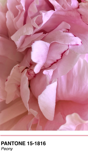 Pantone Peony
