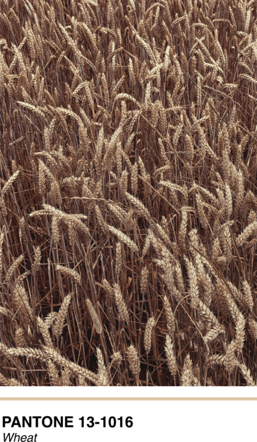 Pantone Wheat