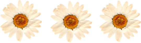 Zamburi cu grai, Pressed flower #1 Zamburi cu grai, Pressed flower #1 Zamburi cu grai, Pressed flower #1