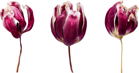 Zamburi cu grai, Tulips Set 8-2 Set 8-3