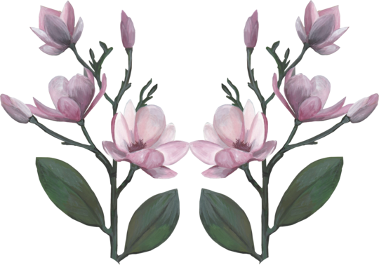 Magnolia