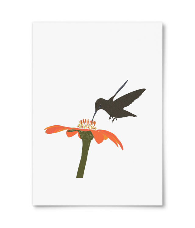 Colibri William Turner | A4 Portrait