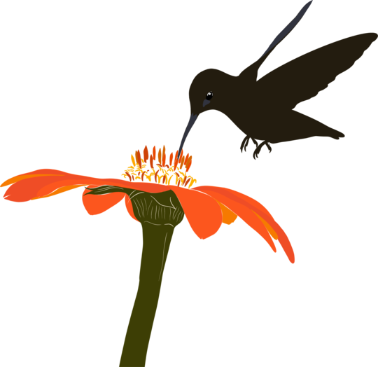 Colibri