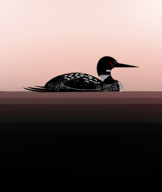 Common loon