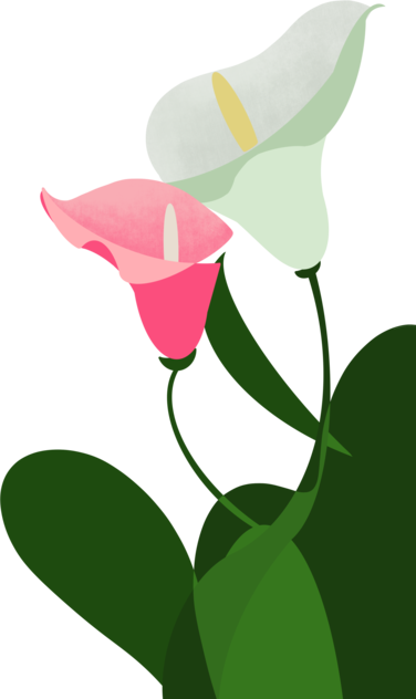 Dăruiește o floare - Calla Lily
