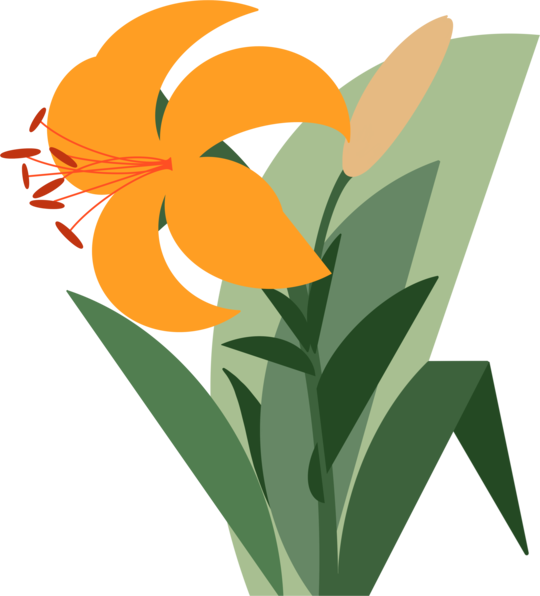 Daruieste o floare - Crin