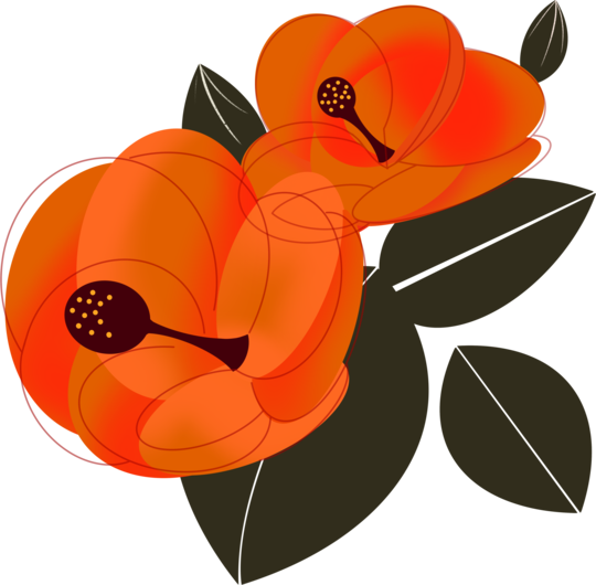 Daruieste o floare - Hibiscus