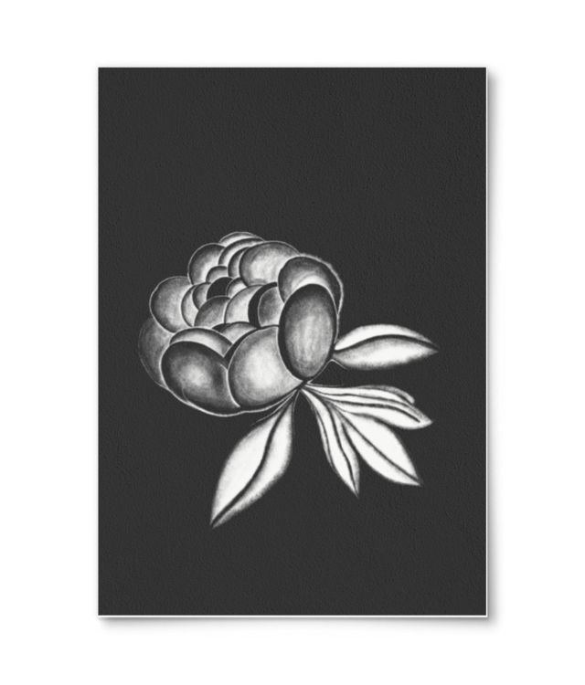 Peony pencil drawn  William Turner | A4 Portrait