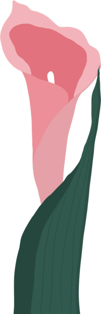 Floare de cală