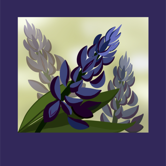 Lupine season
