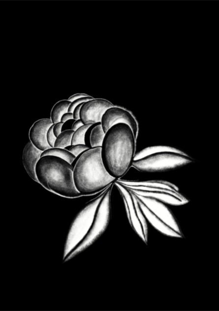 Peony pencil drawn 