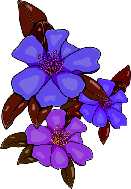 Purple flowers 