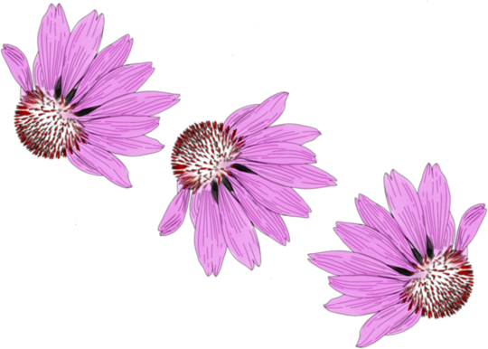 Tonuri de violet
