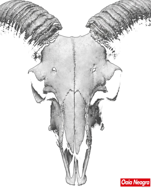 Craniu Berbec asher