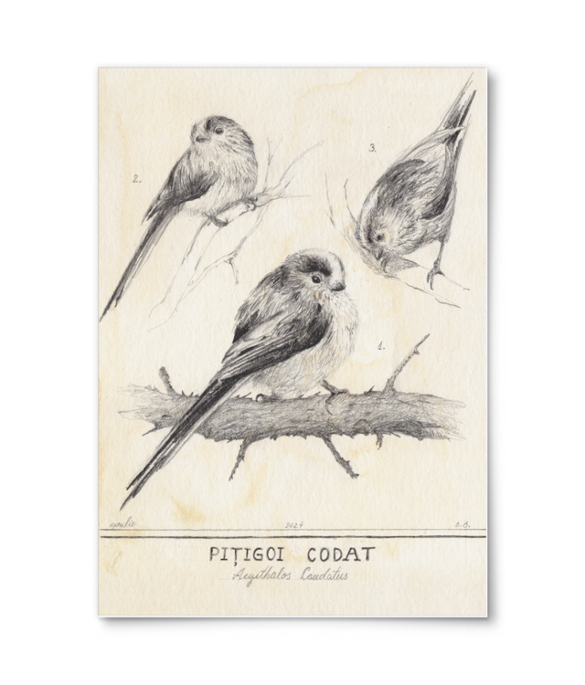 Birds, A4 Giclée Fine Art - Portrait | William Turner