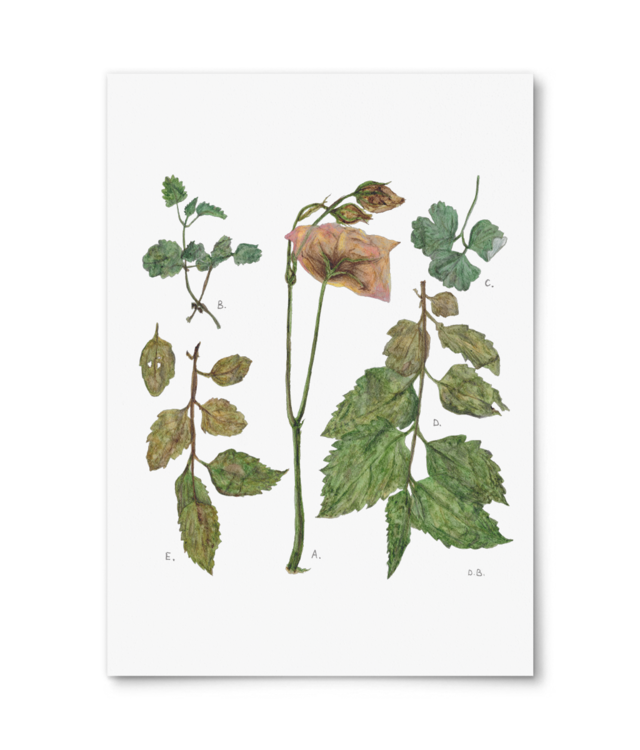 Flowers Giclée Fine Art - Portrait | William Turner