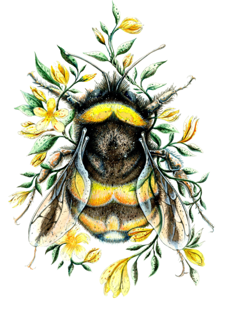 Bumble Bee