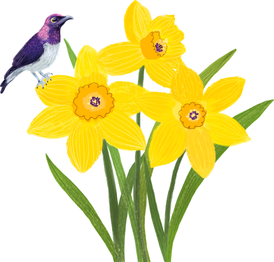 A Host of Golden Daffodils