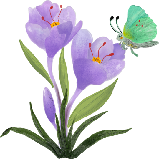 The Crocus & the Butterfly