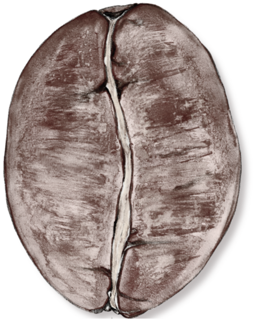 Bob Arabica prajit| colecţia Cafea