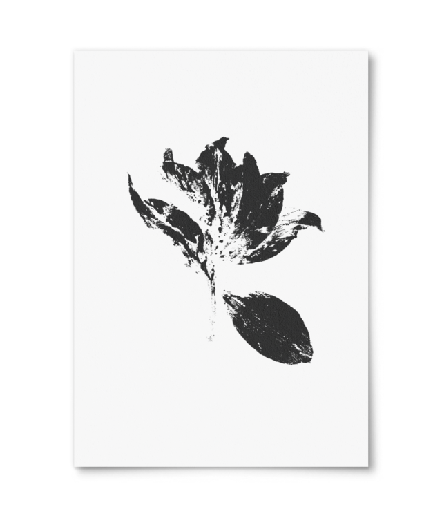 Impresii botanice | Tulipa Drama v2  William Turner | A4 Portrait