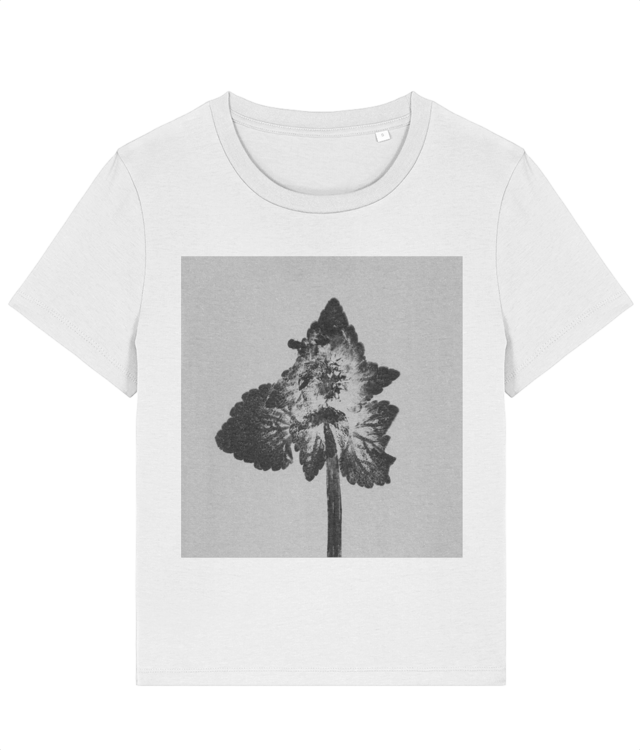 Lamium purpureum v4| Povești din grădină Stella Muser STTW172