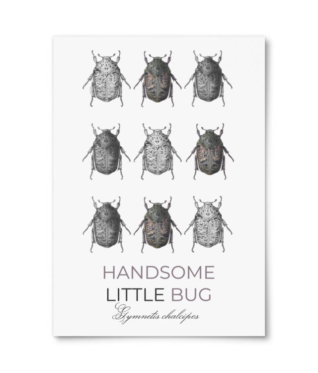 Lumea insectelor | Gymnetis chalcipes  Photo Matt Fibre 200 | A4 Portrait