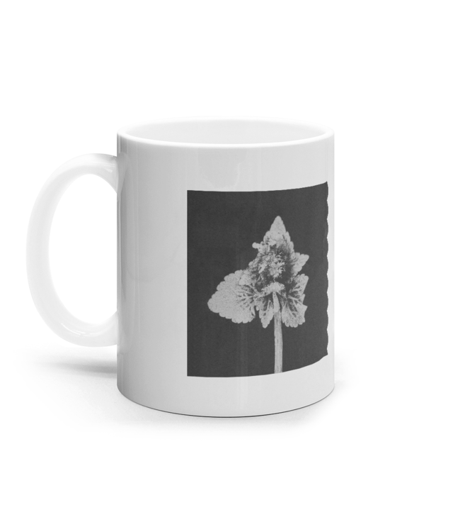 Impresii botanice | Lamium purpureum v5  Cana Ceramica Alba