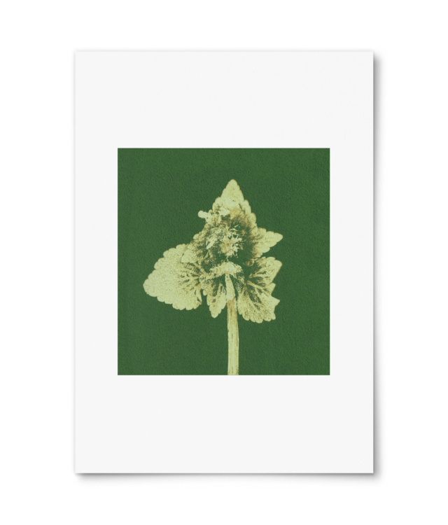 Impresii botanice | Lamium purpureum v3  William Turner | A4 Portrait