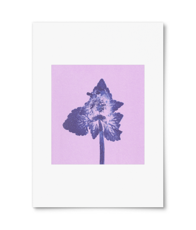 Impresii botanice | Lamium purpureum v6 Photo Matt Fibre 200 | A4 Portrait