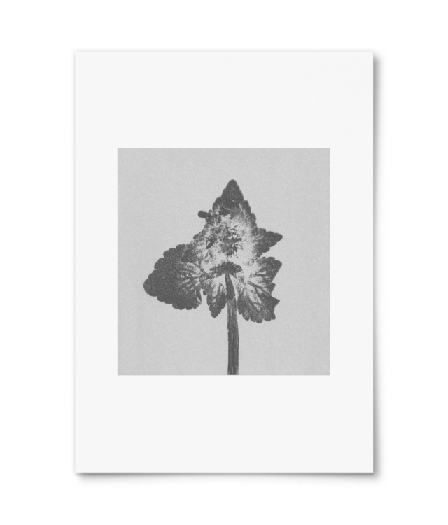 Impresii botanice | Lamium purpureum v4 William Turner | A4 Portrait