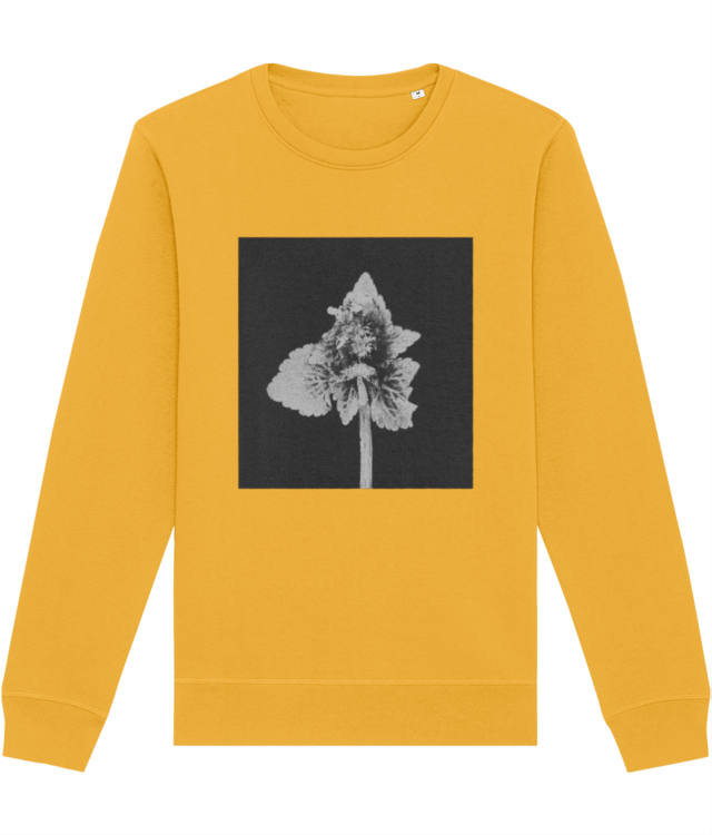 Impresii botanice | Lamium purpureum v5  Roller