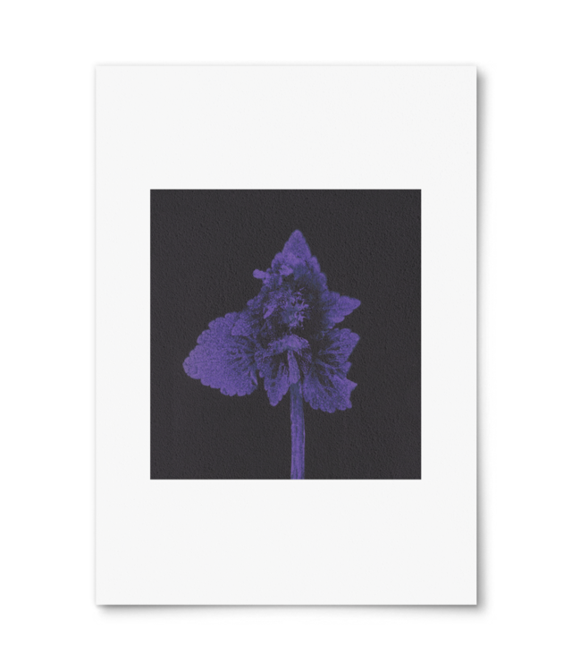 Impresii botanice | Lamium purpureum v1  Photo Matt Fibre 200 | A4 Portrait