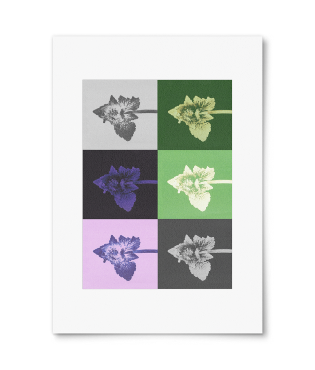 Impresii botanice | Lamium purpureum puzzle Photo Matt Fibre 200 | A4 Portrait