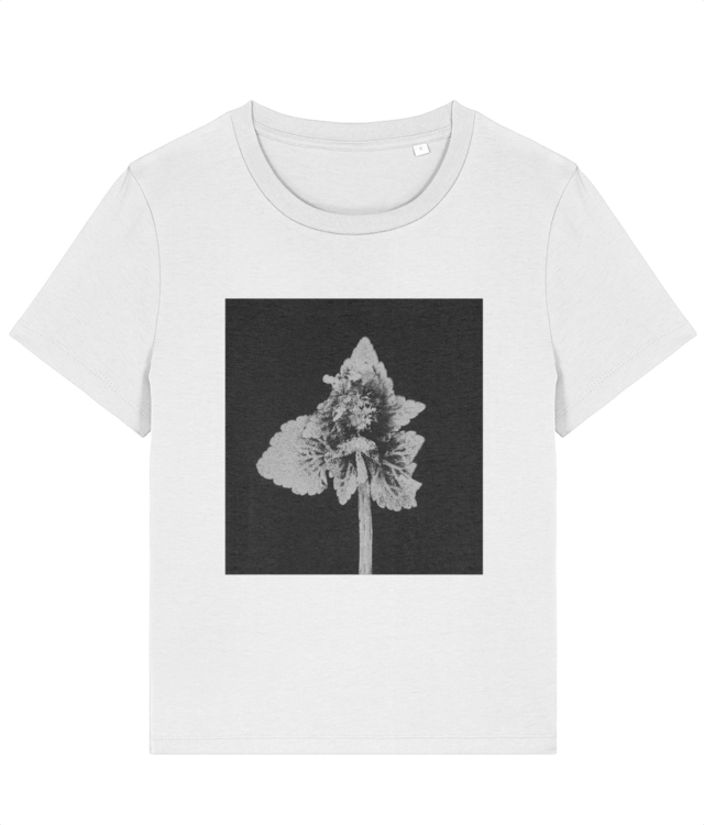 Impresii botanice | Lamium purpureum v5  Stella Muser STTW172