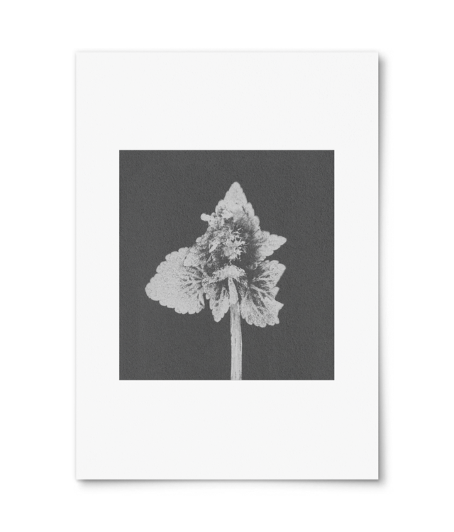 Impresii botanice | Lamium purpureum v5  William Turner | A4 Portrait