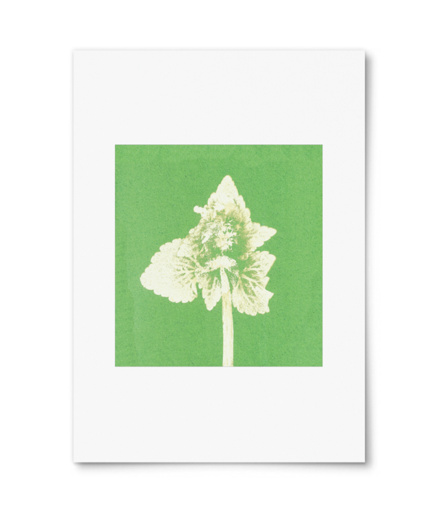 Impresii botanice | Lamium purpureum v2  Photo Matt Fibre 200 | A4 Portrait