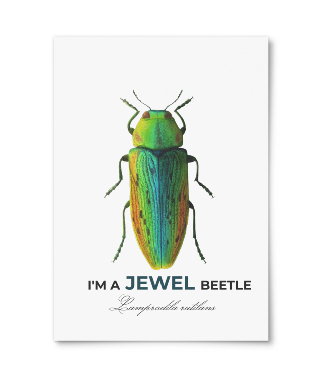 Lumea insectelor | Micile bijuterii din tei – Lamprodila rutilans  Photo Matt Fibre 200 | A4 Portrait