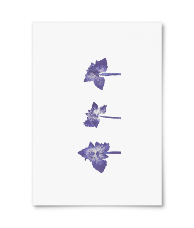 Impresii botanice | Lamium purpureum trio v1 Photo Matt Fibre 200 | A4 Portrait