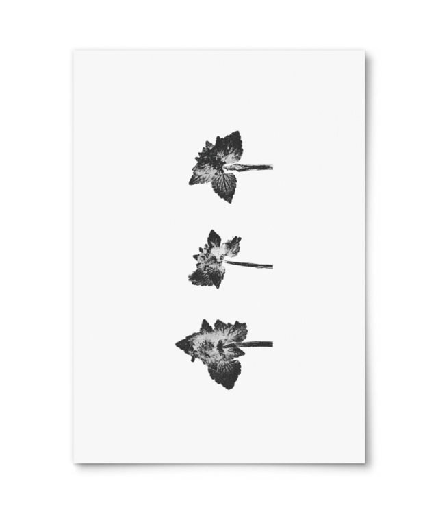 Impresii botanice | Lamium purpureum trio v2 Photo Matt Fibre 200 | A4 Portrait