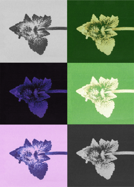 Impresii botanice | Lamium purpureum puzzle