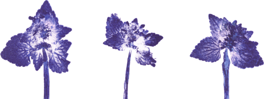 Impresii botanice | Lamium purpureum trio v1