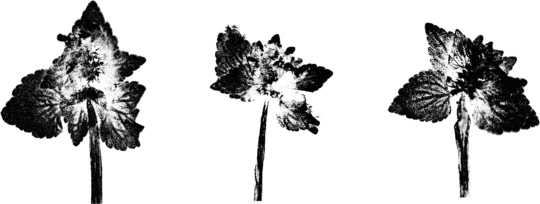 Impresii botanice | Lamium purpureum trio v2