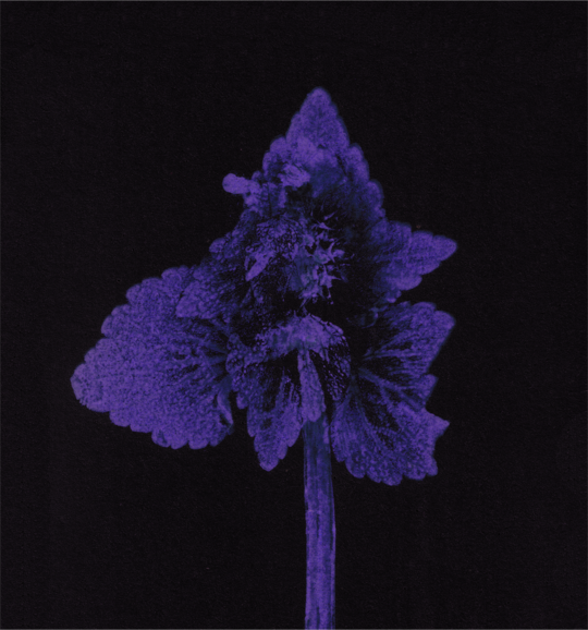 Impresii botanice | Lamium purpureum v1 